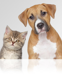 Kitten and puppy. Close up portrait on white background